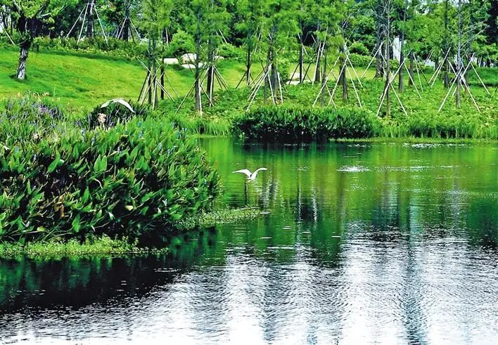 万丰湖湿地公园开园迎客!风景超美,快来打卡!